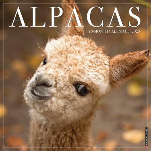 Cover image for Alpacas 2020 Wall Calendar