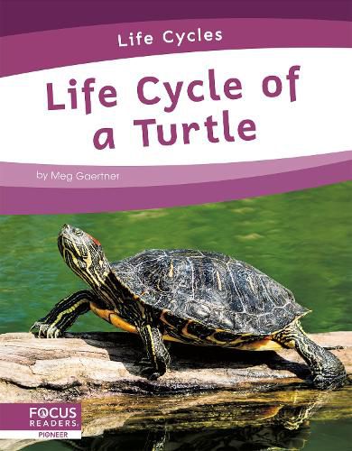 Cover image for Life Cycles: Life Cycle of a Turtle