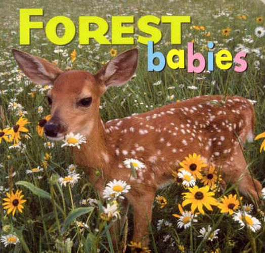 Cover image for Forest Babies