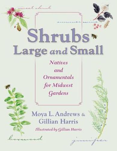 Cover image for Shrubs Large and Small: Natives and Ornamentals for Midwest Gardens