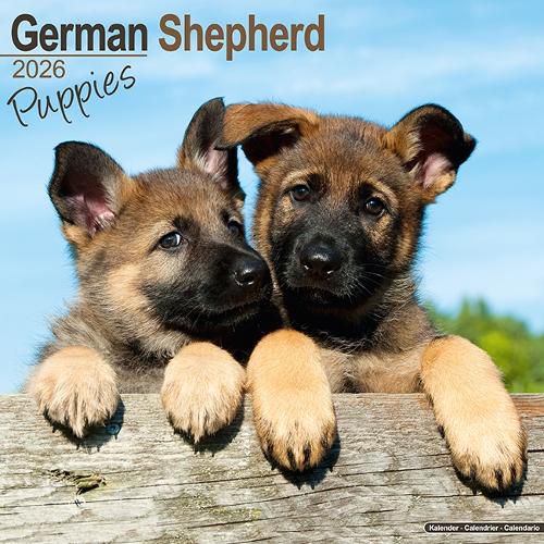 Cover image for German Shepherd Puppies Calendar 2026 Square Dog Puppy Breed Wall Calendar - 16 Month