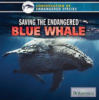 Cover image for Saving the Endangered Blue Whale