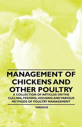 Cover image for Management of Chickens and Other Poultry - A Collection of Articles on the Culling, Feeding, Housing and Various Methods of Poultry Management