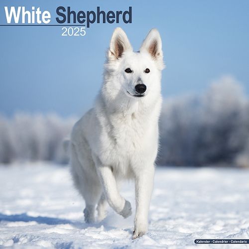 White Shepherd Calendar 2025 Square Dog Breed Wall Calendar - 16 Month