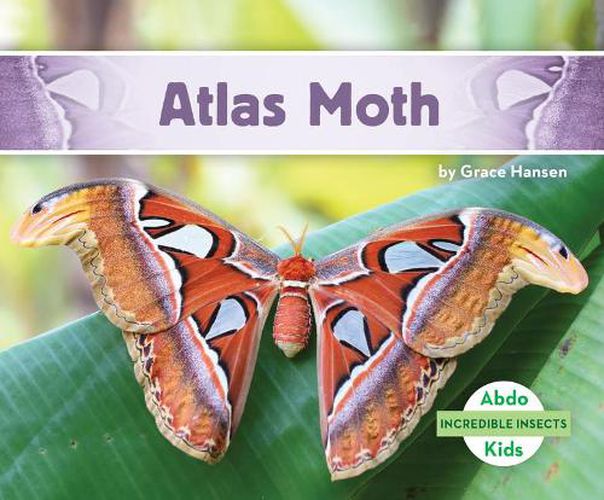 Cover image for Atlas Moth