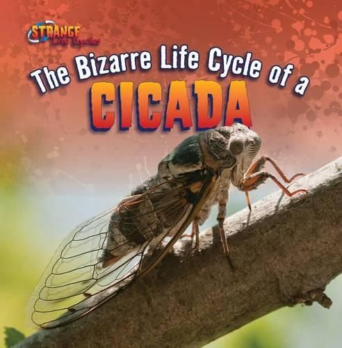 The Bizarre Life Cycle of a Cicada