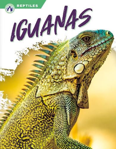 Iguanas