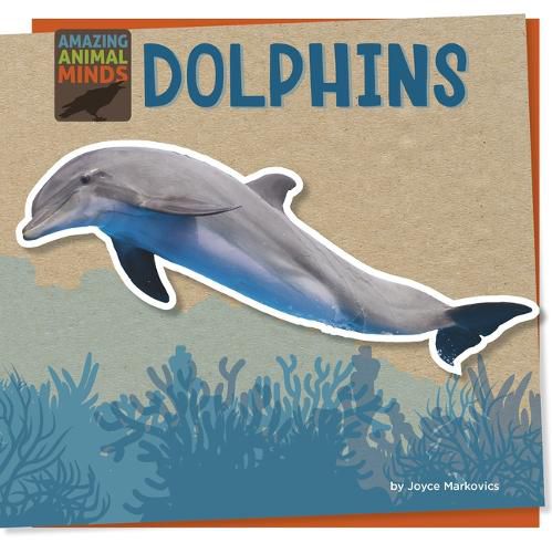 Cover image for Dolphins