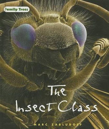 Cover image for The Insect Class