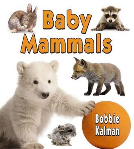 Cover image for Baby Mammals