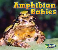 Cover image for Amphibian Babies (Animal Babies)