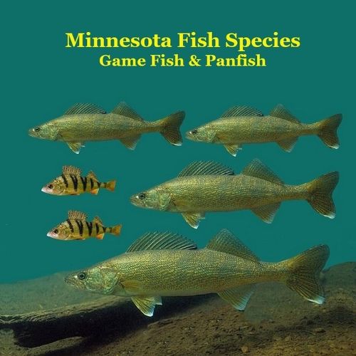 Cover image for Minnesota Game Fish and Panfish Species Kids Book