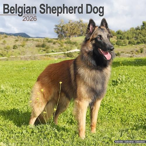 Cover image for Belgian Shepherd Dog Calendar 2026 Square Dog Breed Wall Calendar - 16 Month