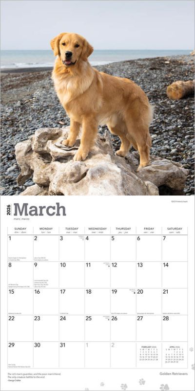 Golden Retrievers 2026 12 X 24 Inch (Hanging) Monthly Square Wall Calendar Foil Stamped Cover Plastic-Free