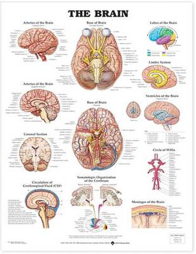 Cover image for The Brain Anatomical Chart