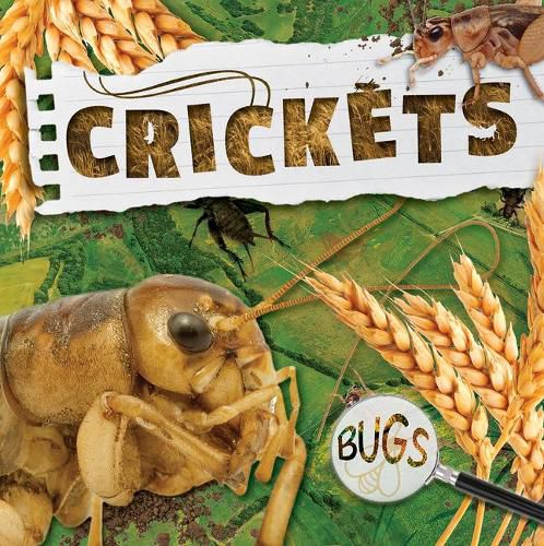 Cover image for Crickets