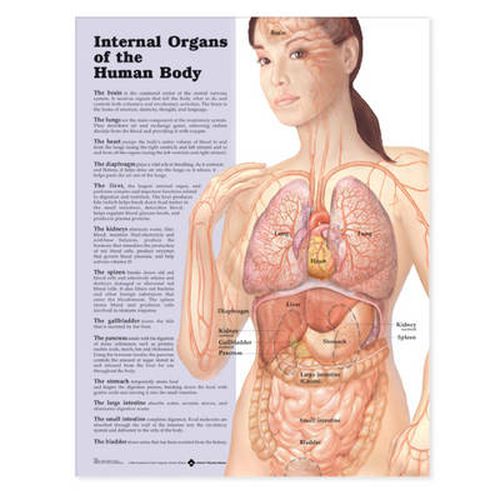 Cover image for Internal Organs of the Human Body Anatomical Chart