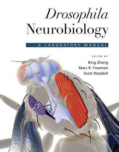 Cover image for Drosophila Neurobiology: A Laboratory Manual