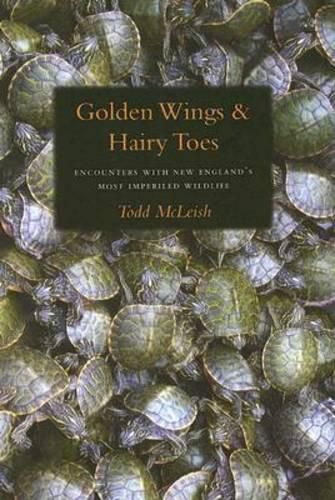 Cover image for Golden Wings & Hairy Toes