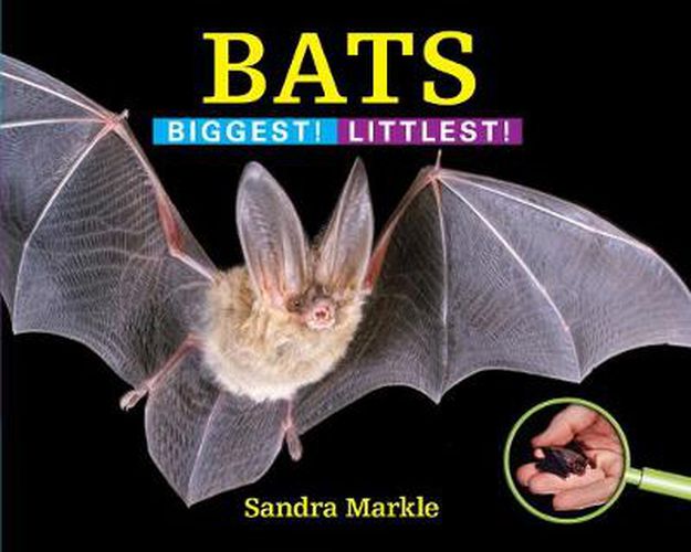 Cover image for Bats: Biggest! Littlest!