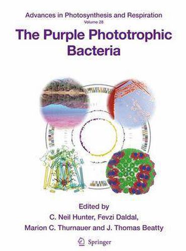 Cover image for The Purple Phototrophic Bacteria