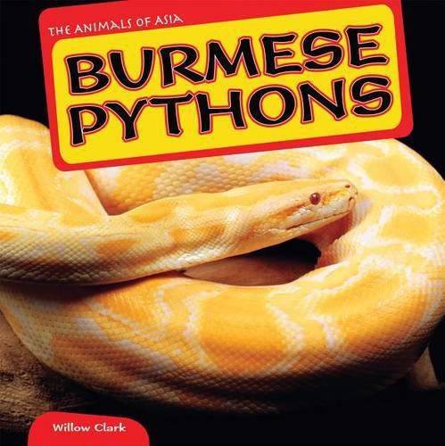 Cover image for Burmese Pythons