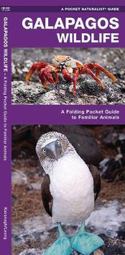 Cover image for Galapagos Wildlife: A Folding Pocket Guide to Familiar Animals