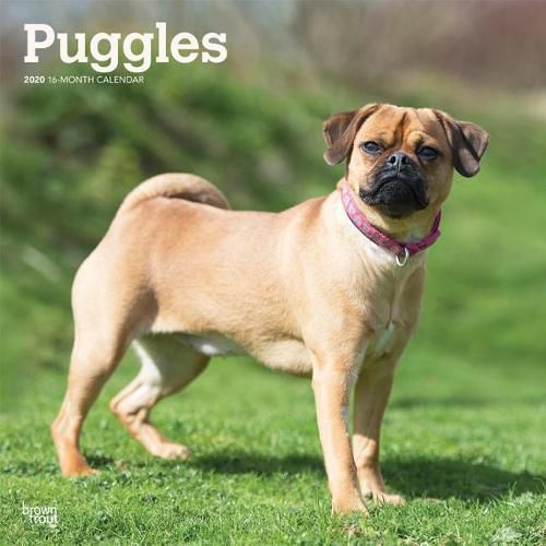 Puggles 2020 Square Wall Calendar