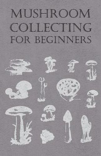 Mushroom Collecting For Beginners