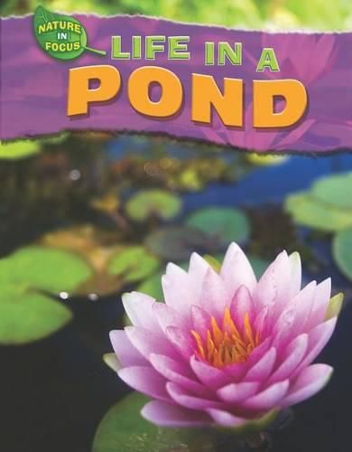 Cover image for Life in a Pond