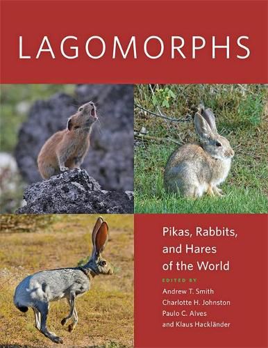 Lagomorphs: Pikas, Rabbits, and Hares of the World