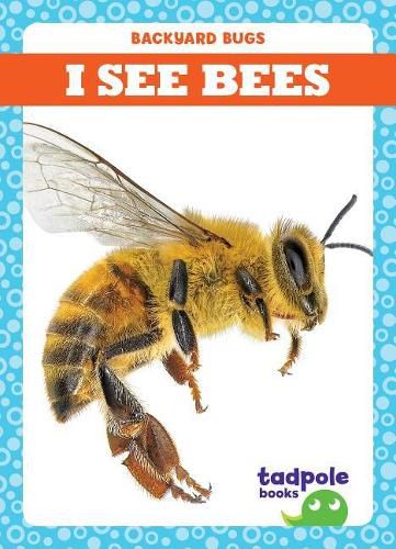 Cover image for I See Bees