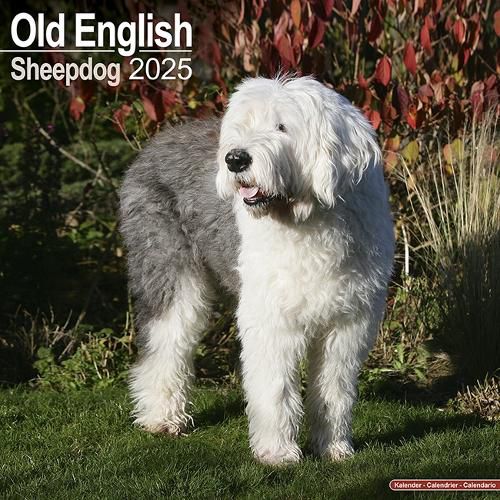 Cover image for Old English Sheepdog Calendar 2025 Square Dog Breed Wall Calendar - 16 Month