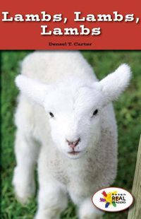 Cover image for Lambs, Lambs, Lambs