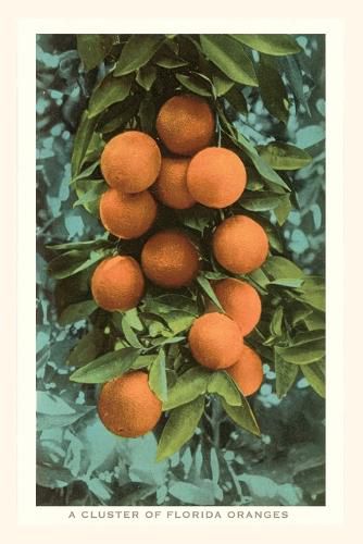 Cover image for Vintage Journal Florida Oranges