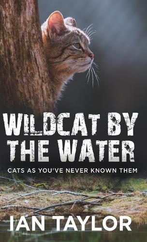 Cover image for Wildcat By The Water