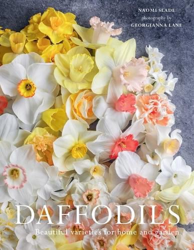 Cover image for Daffodils