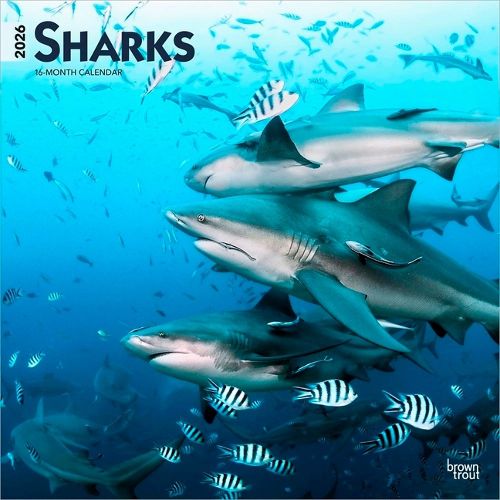 Cover image for Sharks 2026 12 X 24 Inch (Hanging) Monthly Square Wall Calendar Plastic-Free