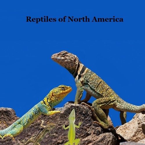 Cover image for Reptiles of North America Kids Book