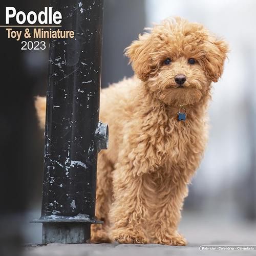 Cover image for Poodle (Toy & Miniature) 2023 Wall Calendar