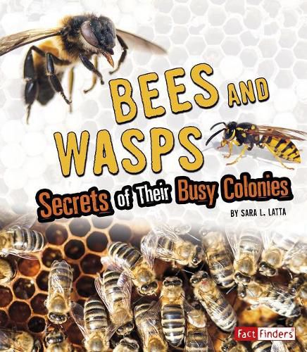 Bees and Wasps: Secrets of Their Busy Colonies: Secrets of Their Busy Colonies