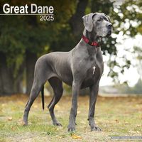 Cover image for Great Dane (Euro) Calendar 2025 Square Dog Breed Wall Calendar - 16 Month