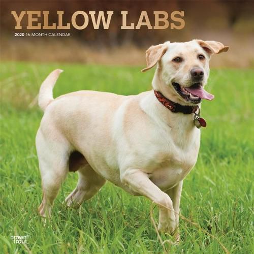 Labrador Retrievers, Yellow 2020 Square Wall Calendar