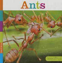 Cover image for Ants