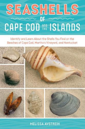 Cover image for Seashells of Cape Cod and the Islands