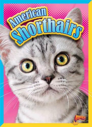 Cover image for American Shorthairs