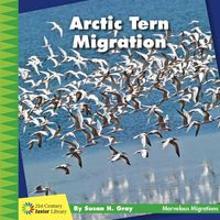 Cover image for Arctic Tern Migration