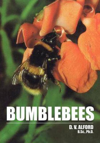 Cover image for Bumble Bees