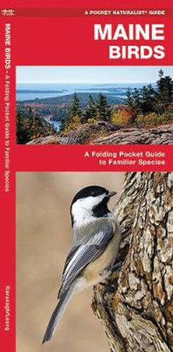 Cover image for Maine Birds: A Folding Pocket Guide to Familiar Species