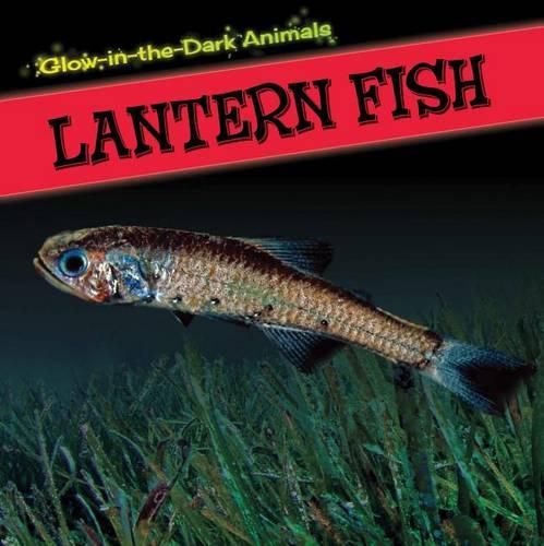 Cover image for Lantern Fish